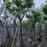 大叶紫薇（开花紫花）12～15公分基地直销规格齐全欢迎来