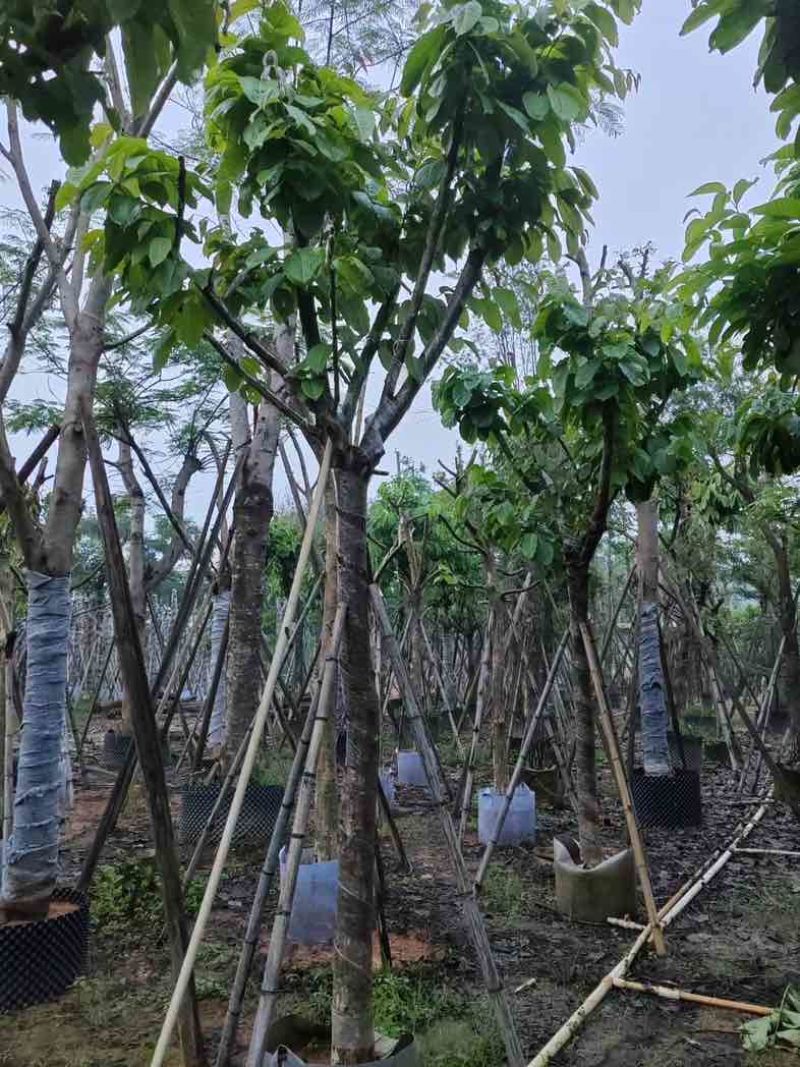 大叶紫薇（开花紫花）12～15公分基地直销规格齐全欢迎来