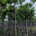大叶紫薇（开花紫花）12～15公分基地直销规格齐全欢迎来