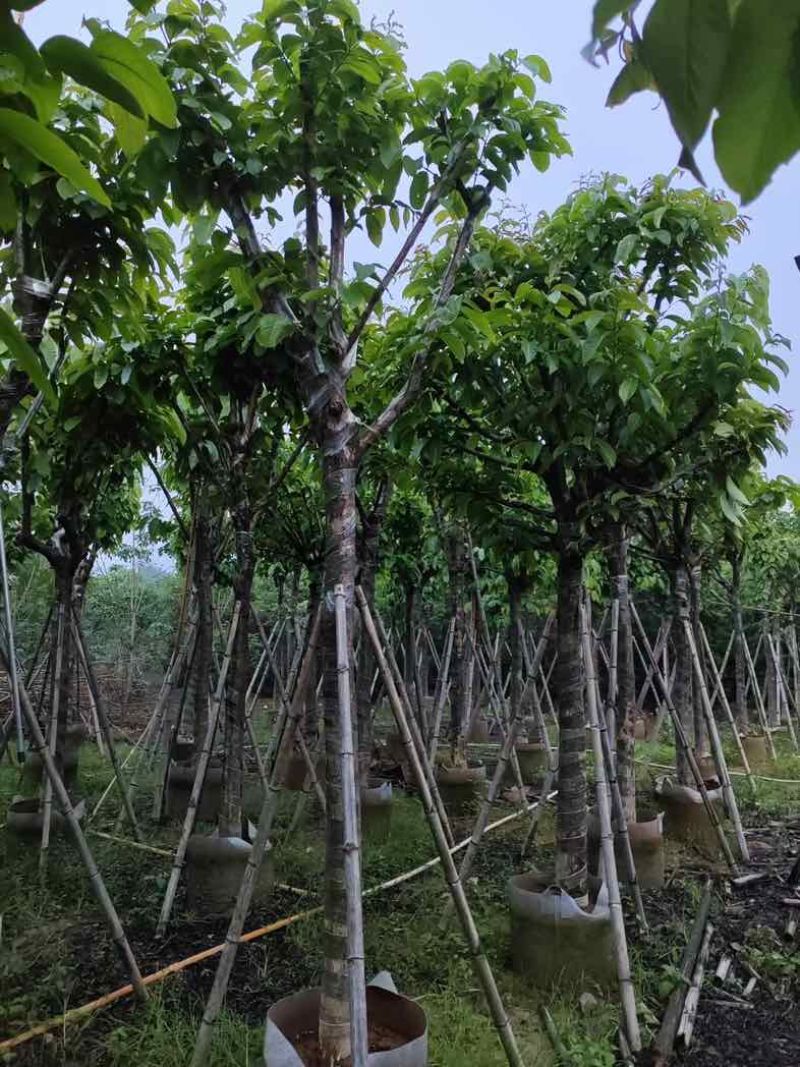 大叶紫薇（开花紫花）12～15公分基地直销规格齐全欢迎来