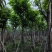 大叶紫薇（开花紫花）12～15公分基地直销规格齐全欢迎来