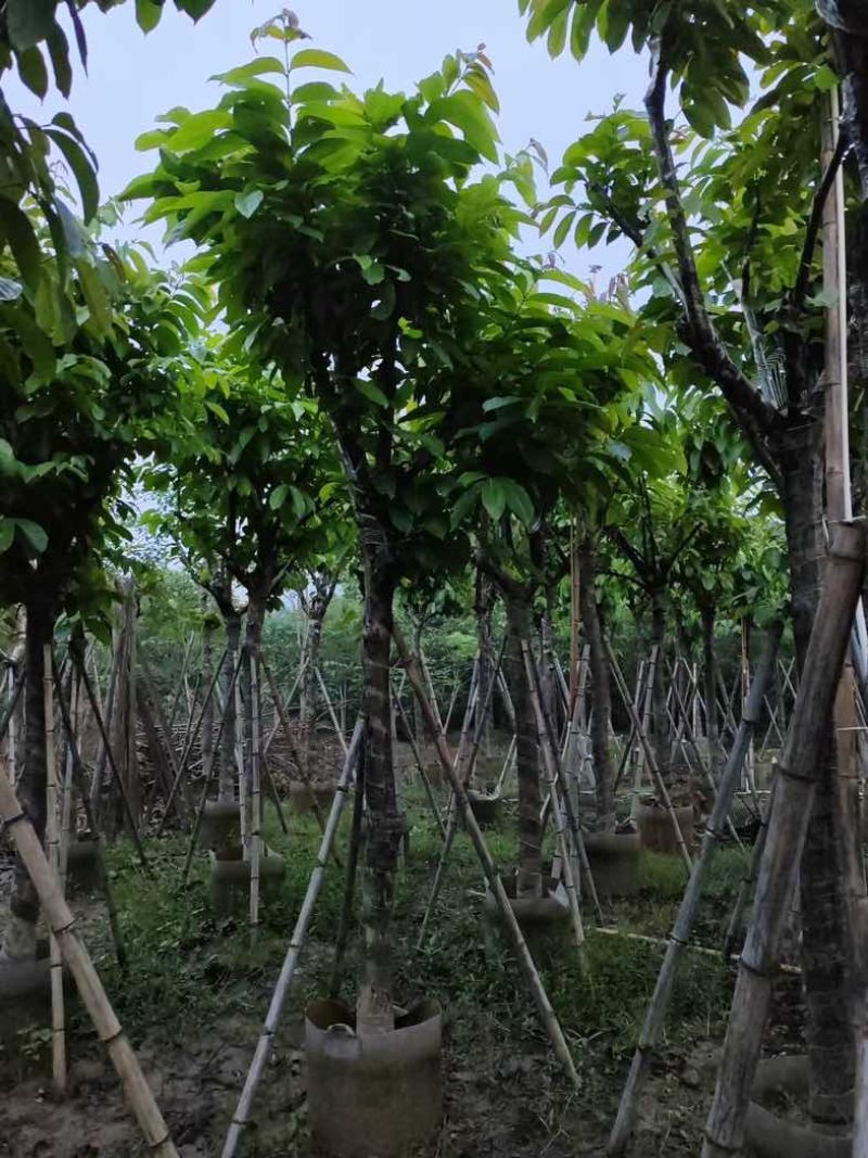 大叶紫薇（开花紫花）12～15公分基地直销规格齐全欢迎来