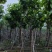 大叶紫薇（开花紫花）12～15公分基地直销规格齐全欢迎来