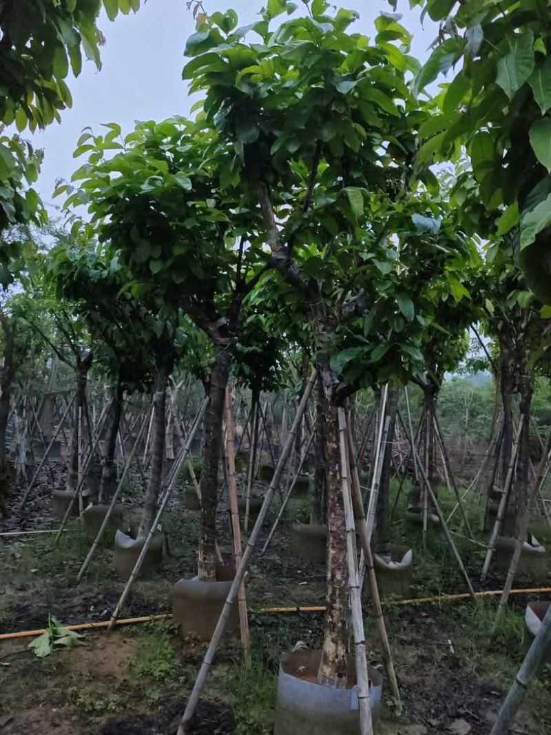 大叶紫薇（开花紫花）12～15公分基地直销规格齐全欢迎来