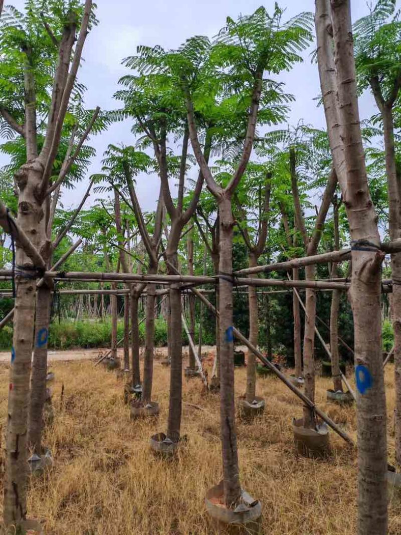 骨架凤凰木10～30公分基地直销规格齐全欢迎老板来电咨询