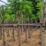 骨架凤凰木10～30公分基地直销规格齐全欢迎老板来电咨询