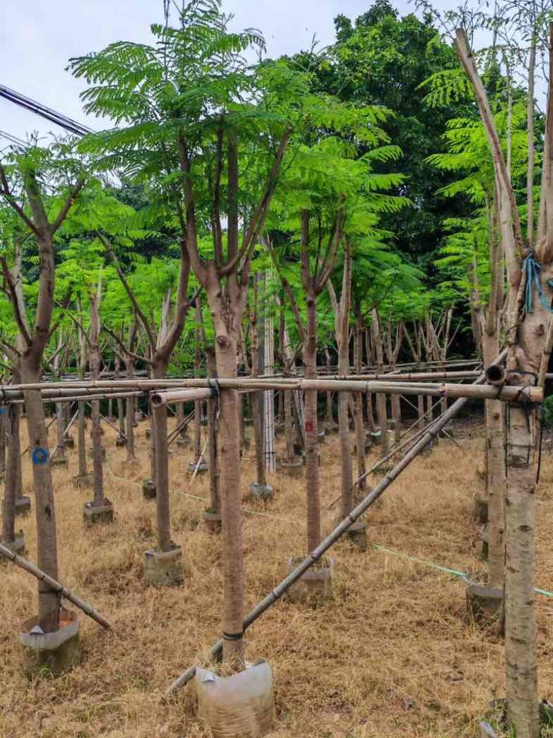 骨架凤凰木10～30公分基地直销规格齐全欢迎老板来电咨询