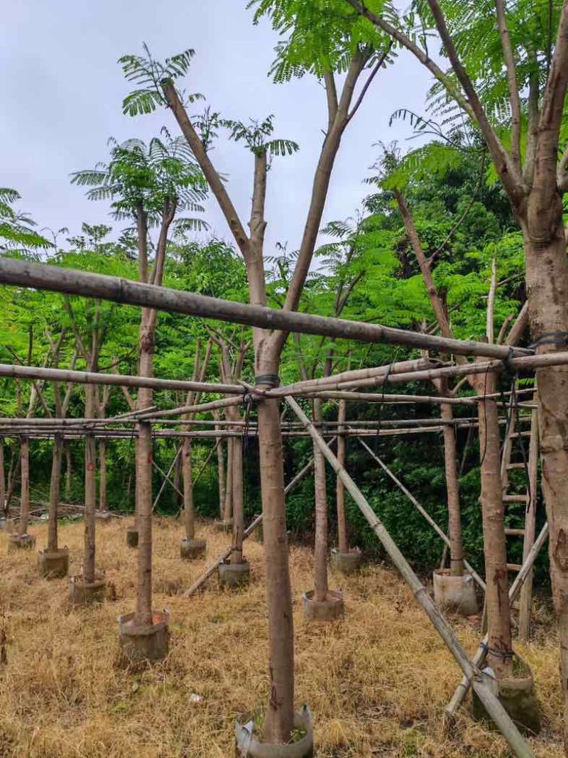 骨架凤凰木10～30公分基地直销规格齐全欢迎老板来电咨询