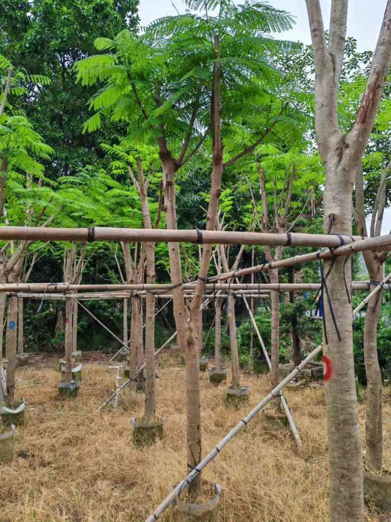 骨架凤凰木10～30公分基地直销规格齐全欢迎老板来电咨询