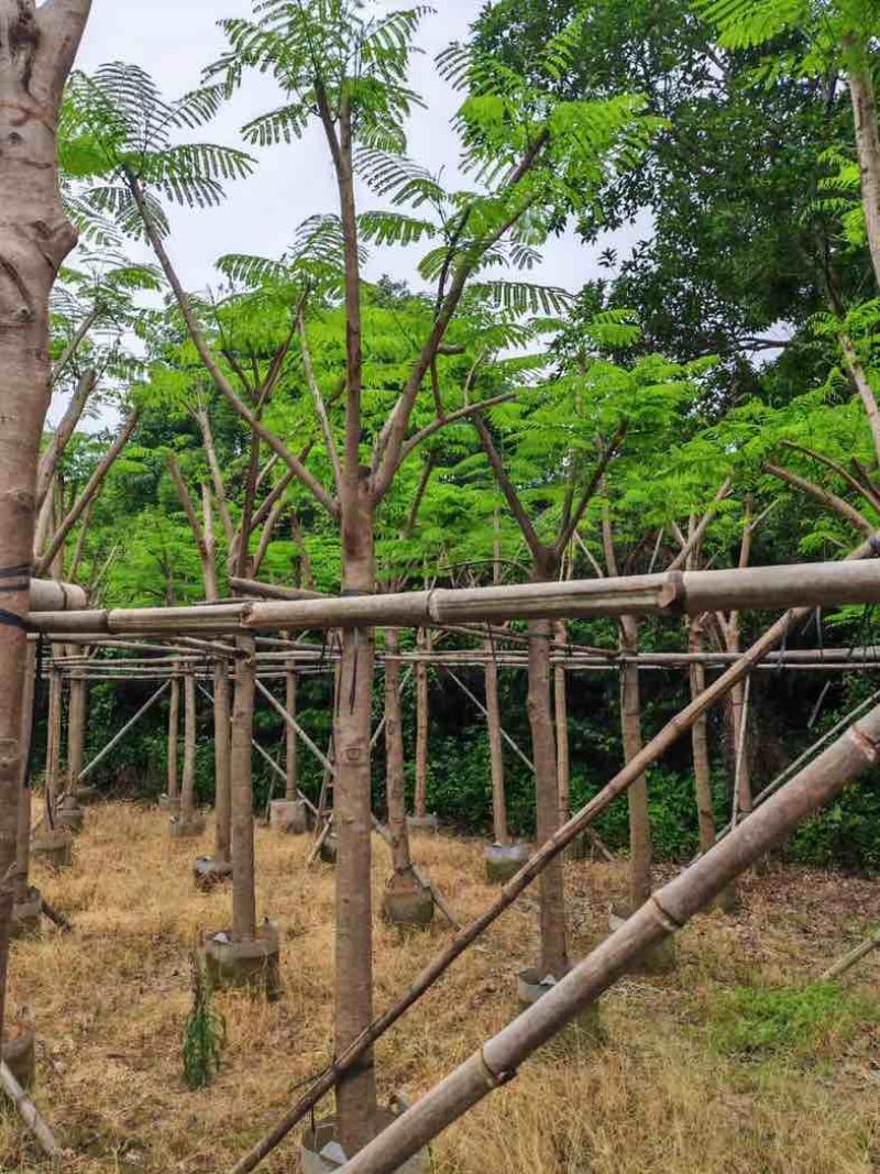 骨架凤凰木10～30公分基地直销规格齐全欢迎老板来电咨询