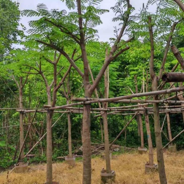 骨架凤凰木10～30公分基地直销规格齐全欢迎老板来电咨询