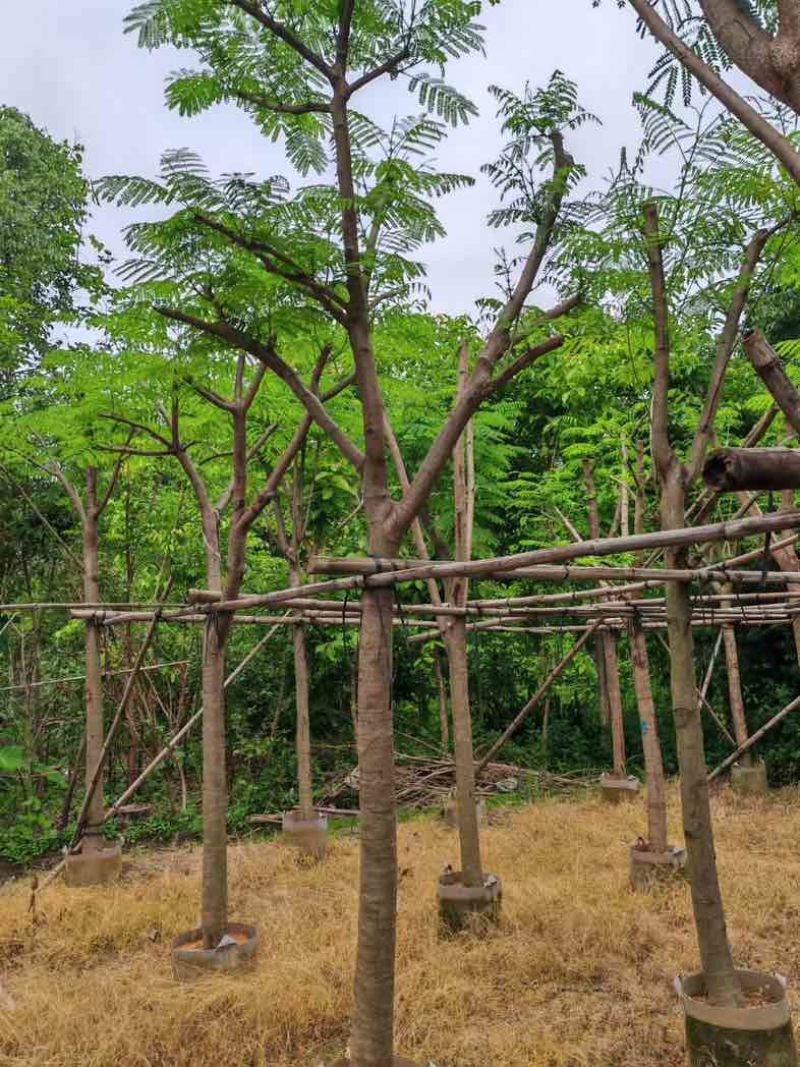 骨架凤凰木10～30公分基地直销规格齐全欢迎老板来电咨询