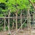 骨架凤凰木10～30公分基地直销规格齐全欢迎老板来电咨询