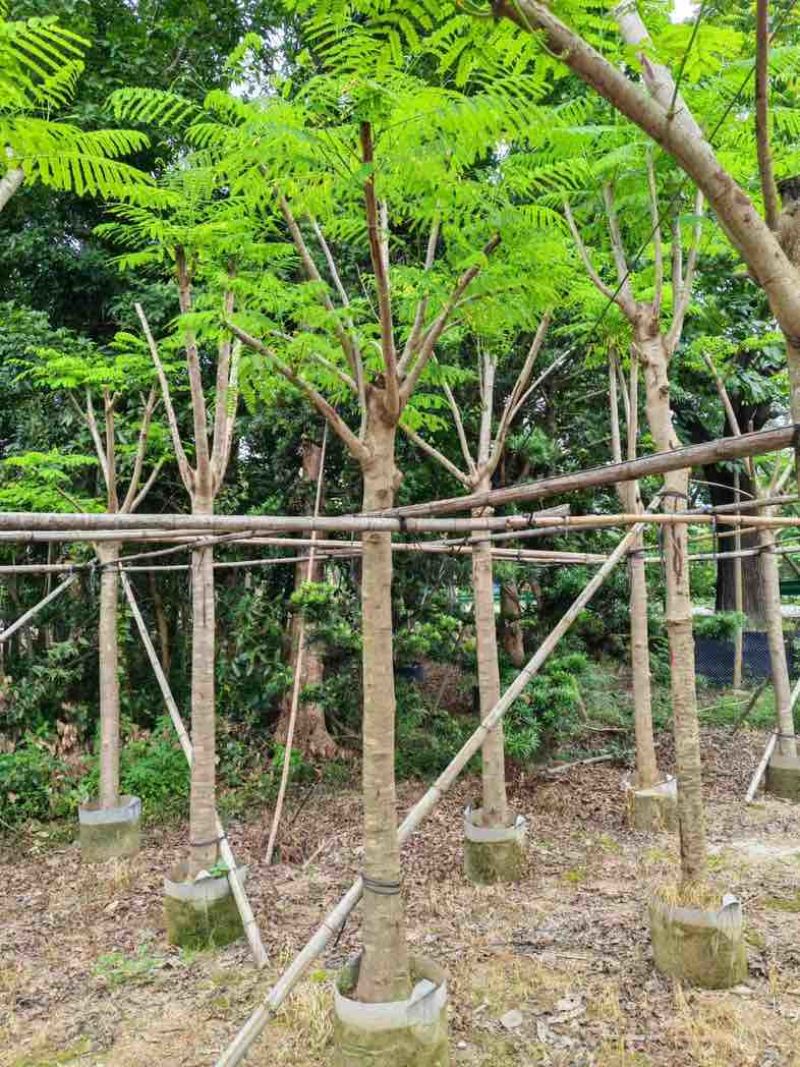 骨架凤凰木10～30公分基地直销规格齐全欢迎老板来电咨询