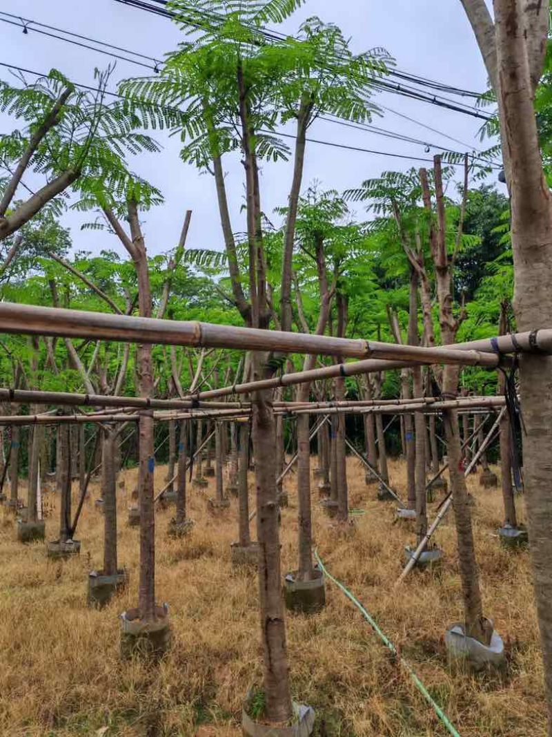 骨架凤凰木10～30公分基地直销规格齐全欢迎老板来电咨询