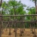 骨架凤凰木10～30公分基地直销规格齐全欢迎老板来电咨询