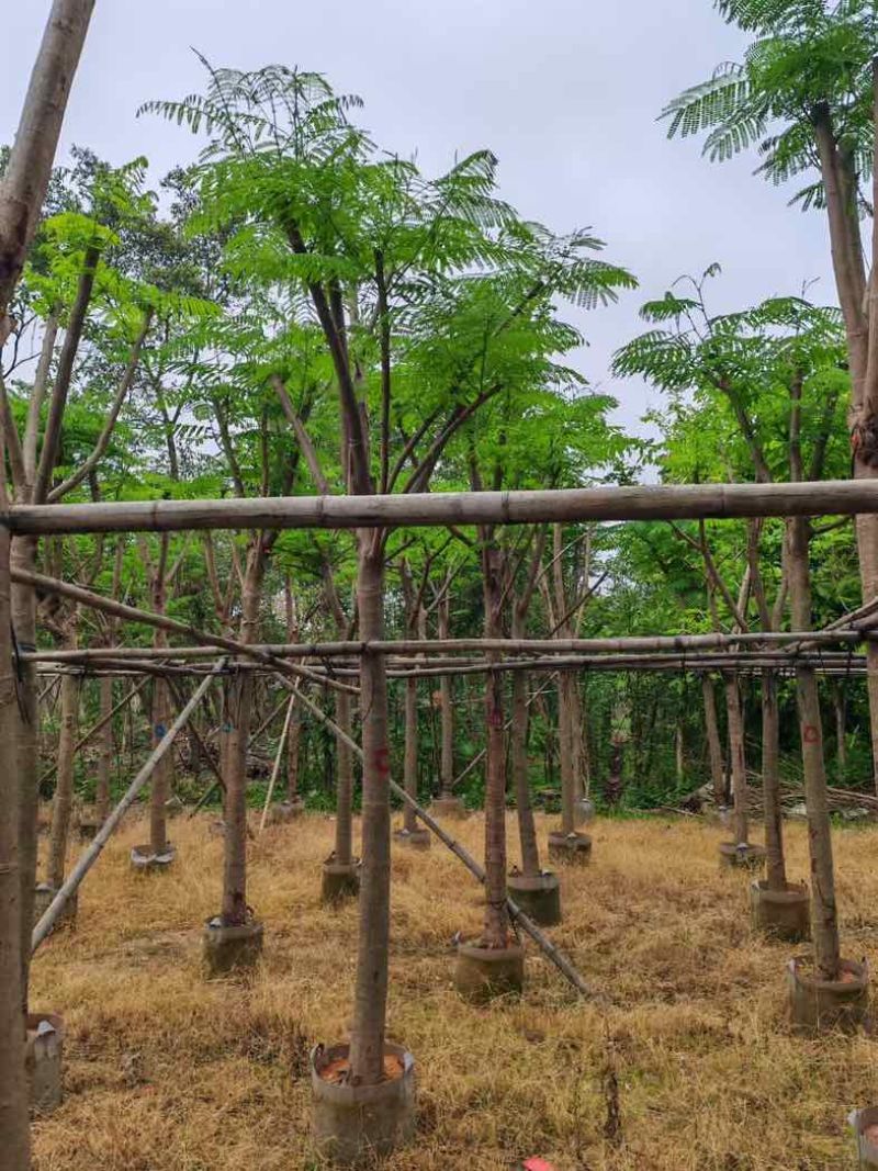 骨架凤凰木10～30公分基地直销规格齐全欢迎老板来电咨询