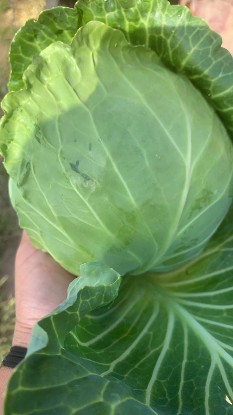 精品甘兰