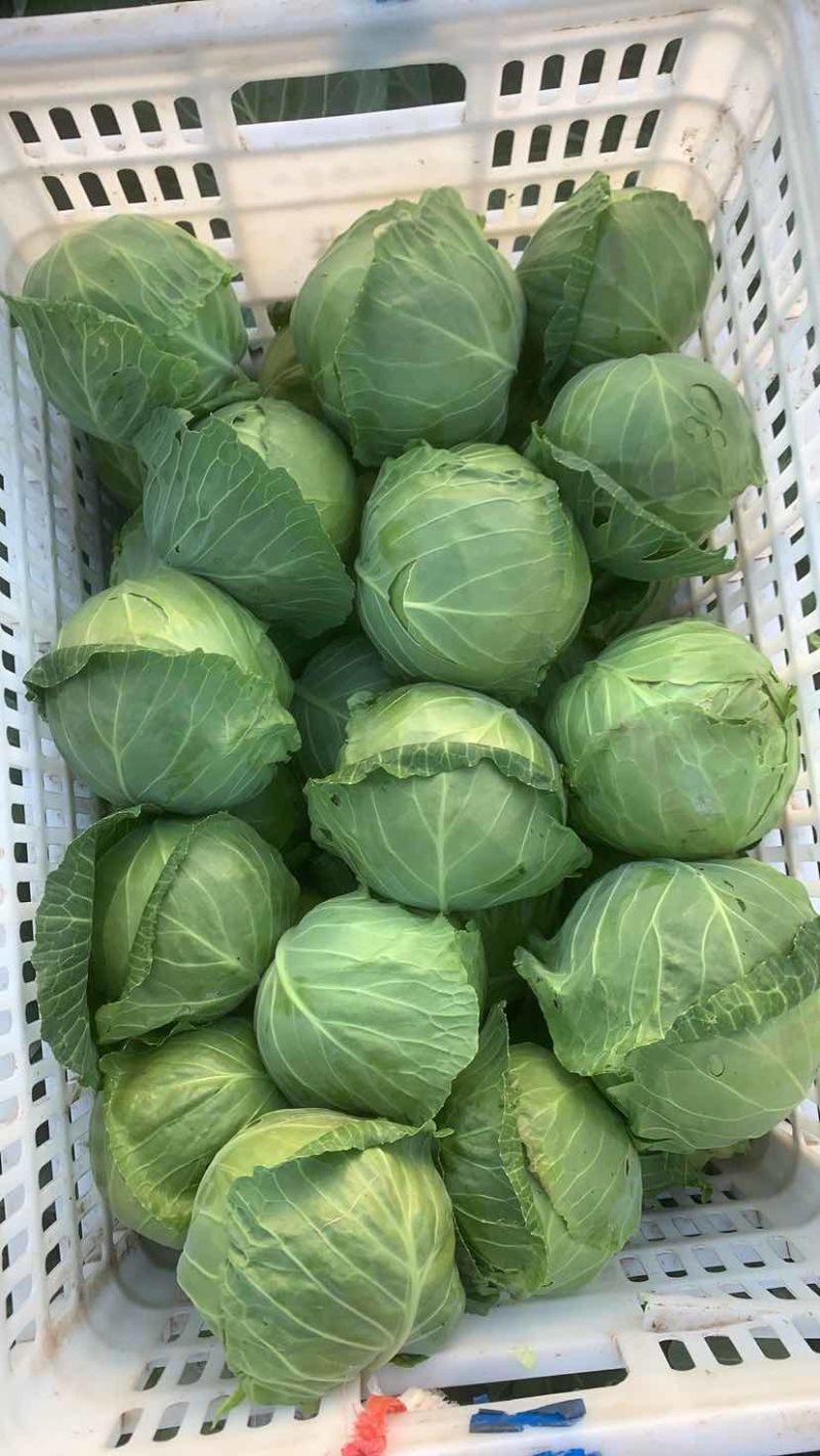 精品甘兰