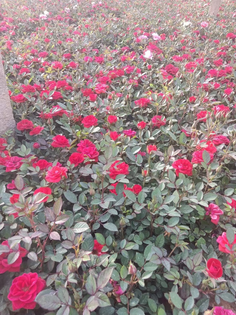 微型月季丰花月季藤本月季营养钵月季双色杯月季包装袋月季
