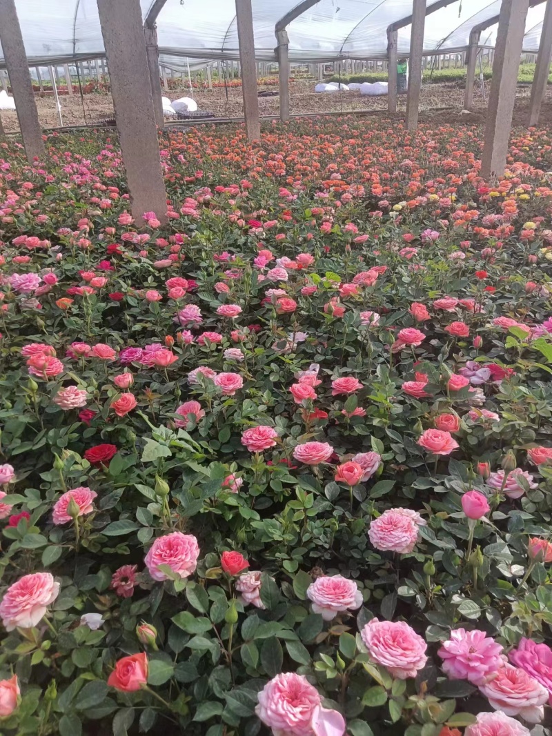 微型月季丰花月季藤本月季营养钵月季双色杯月季包装袋月季