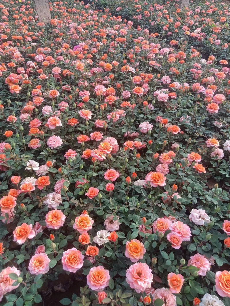 微型月季丰花月季藤本月季营养钵月季双色杯月季包装袋月季