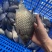 净塘鲫鱼8两