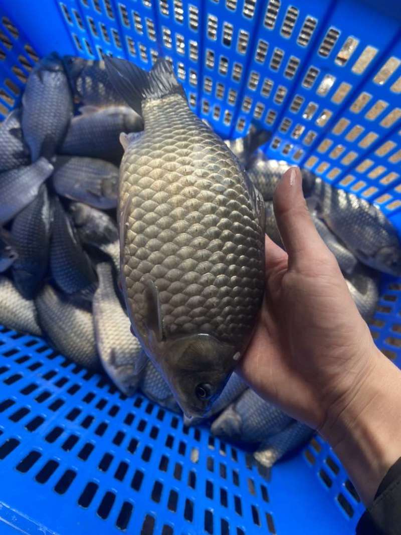 净塘鲫鱼8两