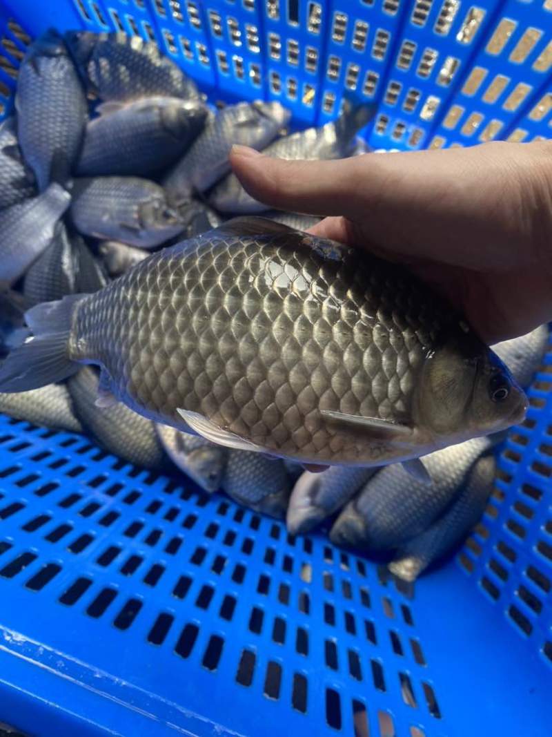 净塘鲫鱼8两
