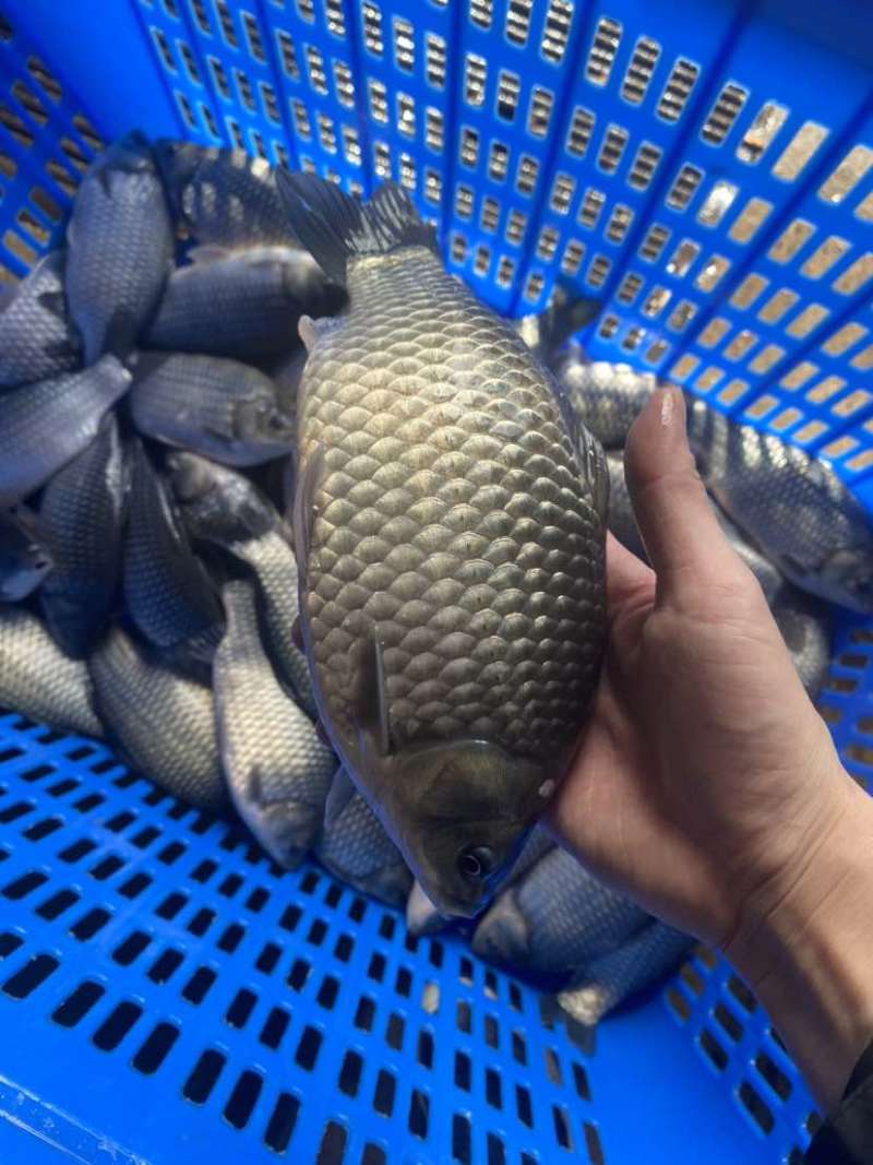 净塘鲫鱼8两