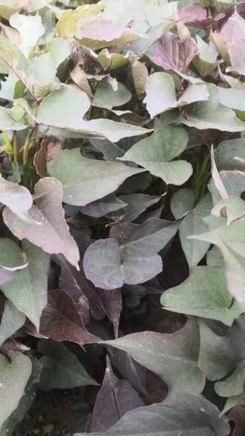 辽宁育苗基地直销多品种红薯苗有济薯26烟薯哈蜜早丰西瓜红等