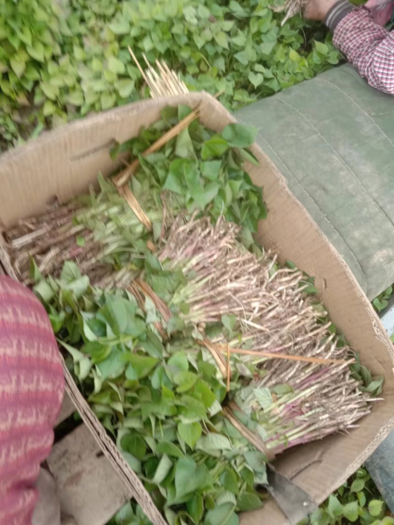 辽宁育苗基地直销多品种红薯苗有济薯26烟薯哈蜜早丰西瓜红等
