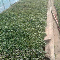 辽宁育苗基地直销多品种红薯苗有济薯26烟薯哈蜜早丰西瓜红等
