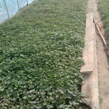 辽宁育苗基地直销多品种红薯苗有济薯26烟薯哈蜜早丰西瓜红等