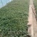 辽宁育苗基地直销多品种红薯苗有济薯26烟薯哈蜜早丰西瓜红等