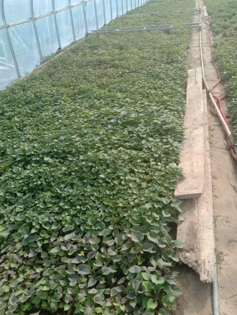 辽宁育苗基地直销多品种红薯苗有济薯26烟薯哈蜜早丰西瓜红等