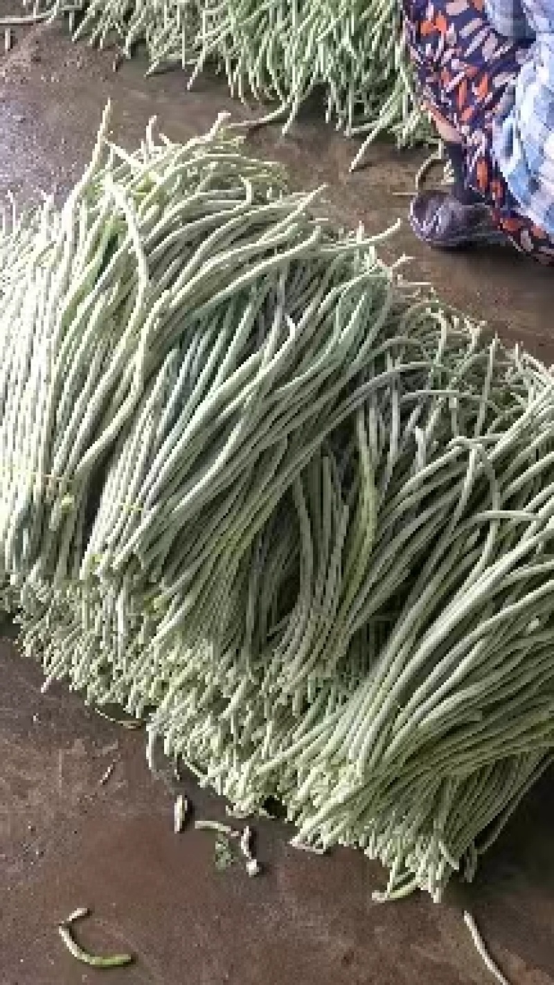 白豆角青豆角产地直发！