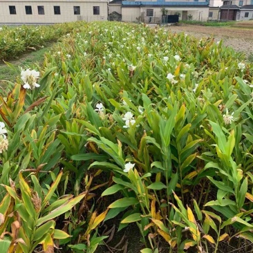 姜花白姜花正宗