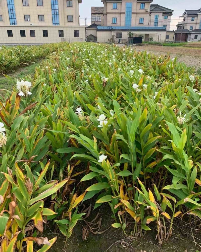姜花白姜花正宗