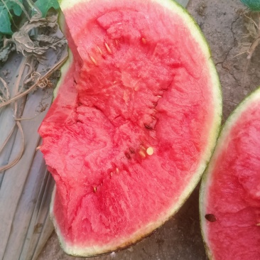 精品小吊瓜大量现货