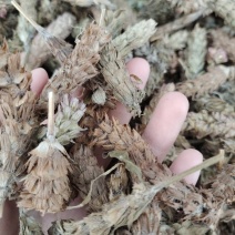 批发夏枯球
