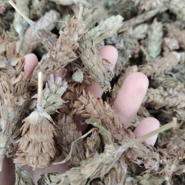 批发夏枯球