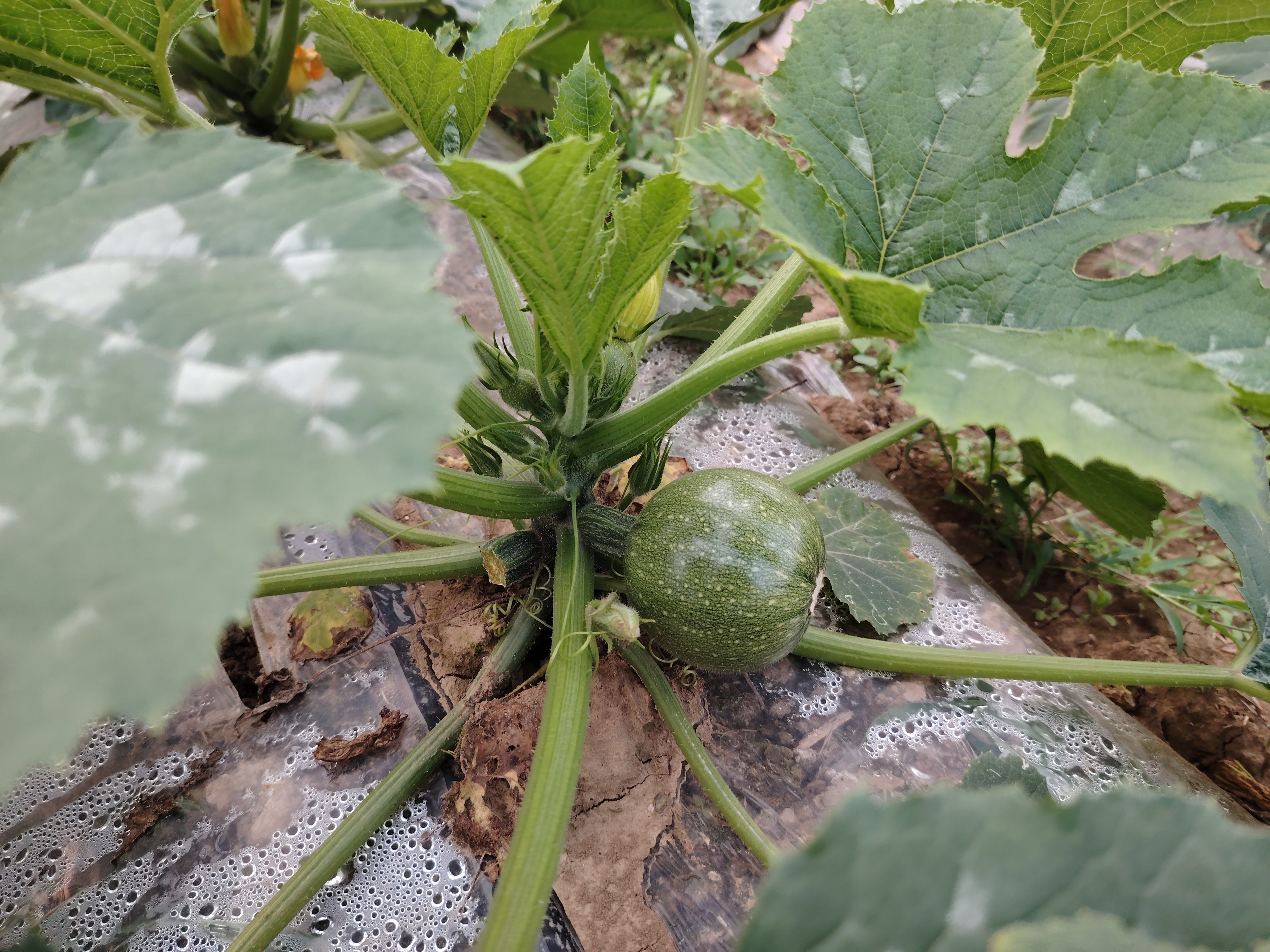 西葫芦的植物形态图
