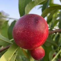 精品曙光油桃大量上市产地直发价优，果形好可视频欢迎