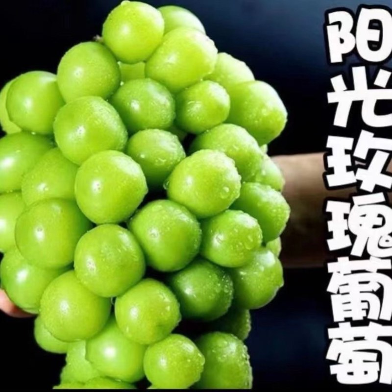 江苏新沂巨峰夏黑阳光玫瑰葡萄马上上市，专业代办，有实力老板来