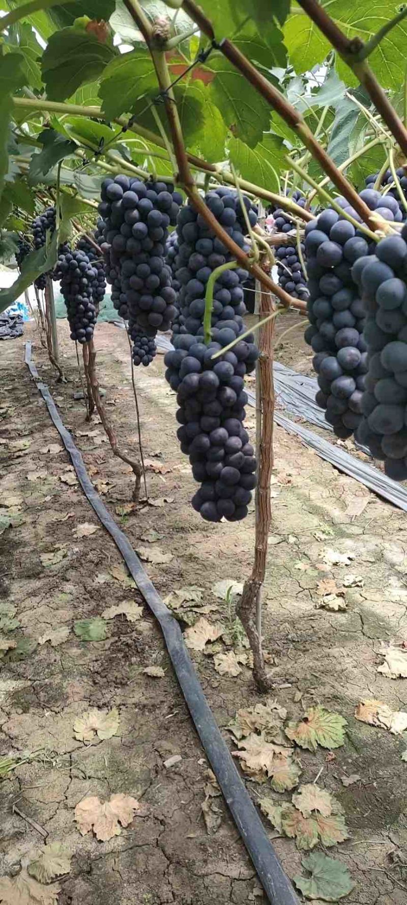 江苏新沂巨峰夏黑阳光玫瑰葡萄马上上市，专业代办，有实力老板来