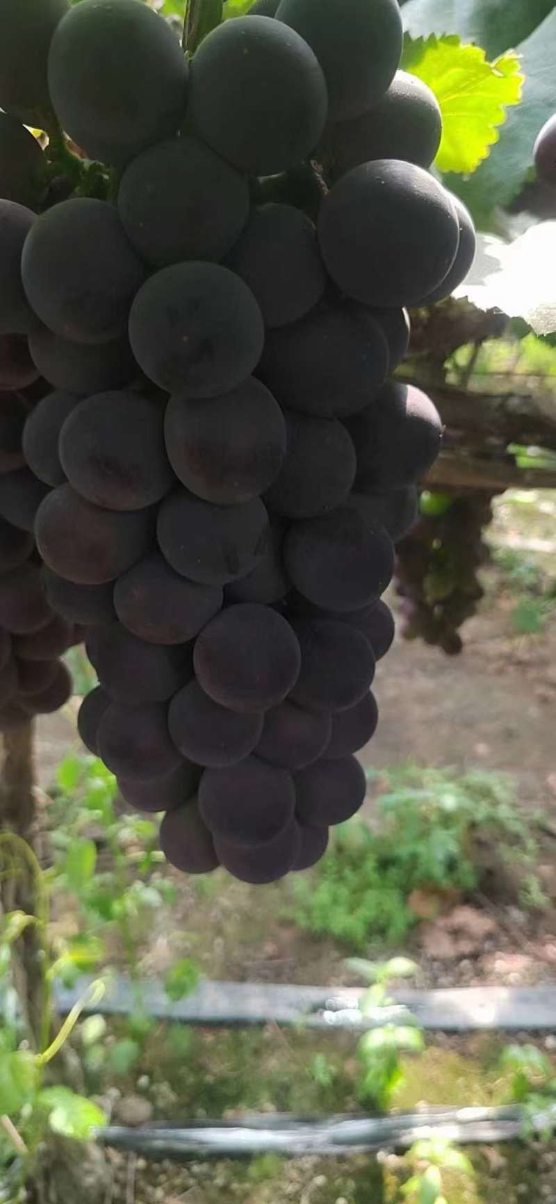 江苏新沂巨峰夏黑阳光玫瑰葡萄马上上市，专业代办，有实力老板来