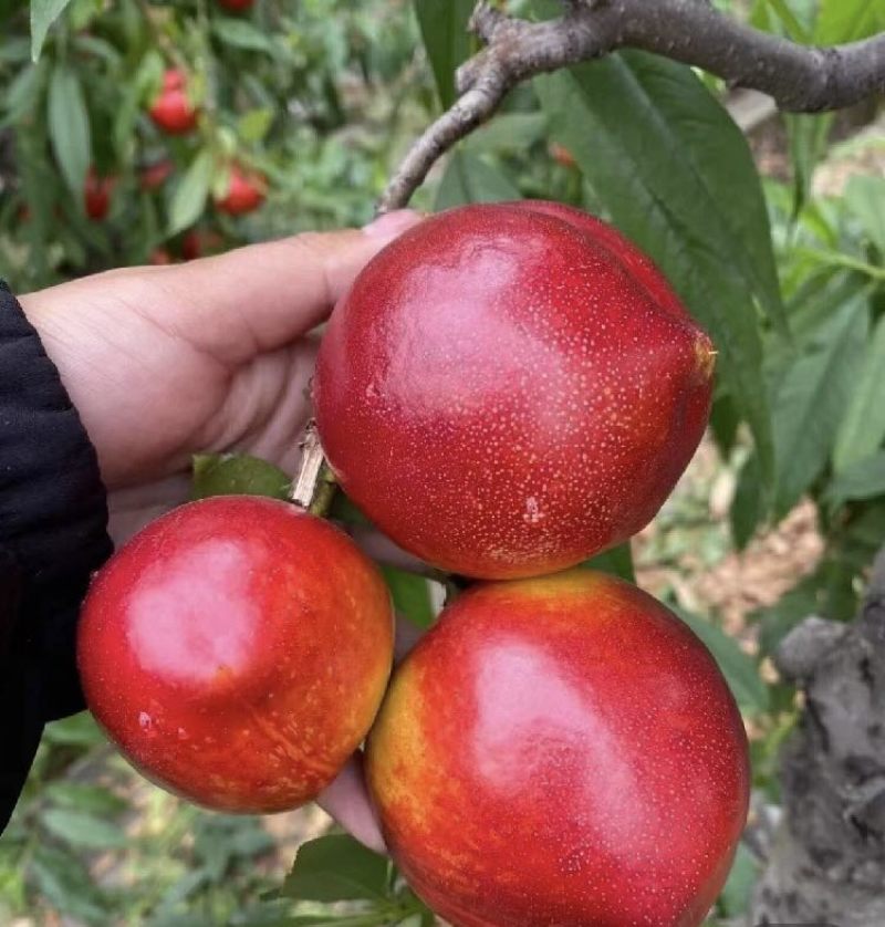 推荐湖北精品油桃惊雷油桃大量上市，一手货源价优可视频看货欢迎