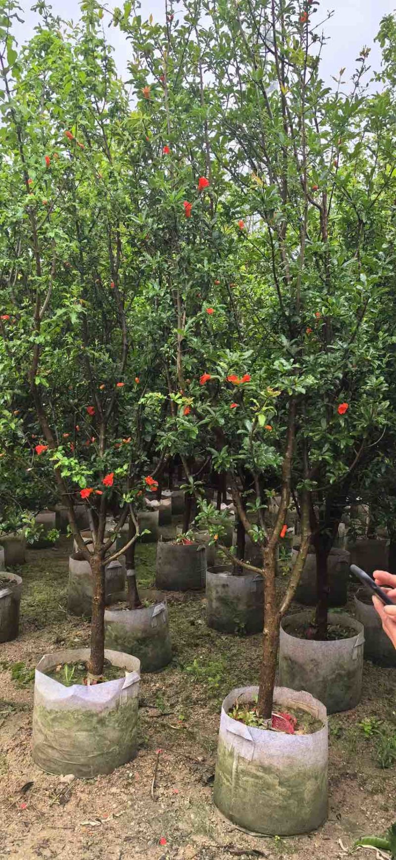 果石榴，5-10公分，需要联系