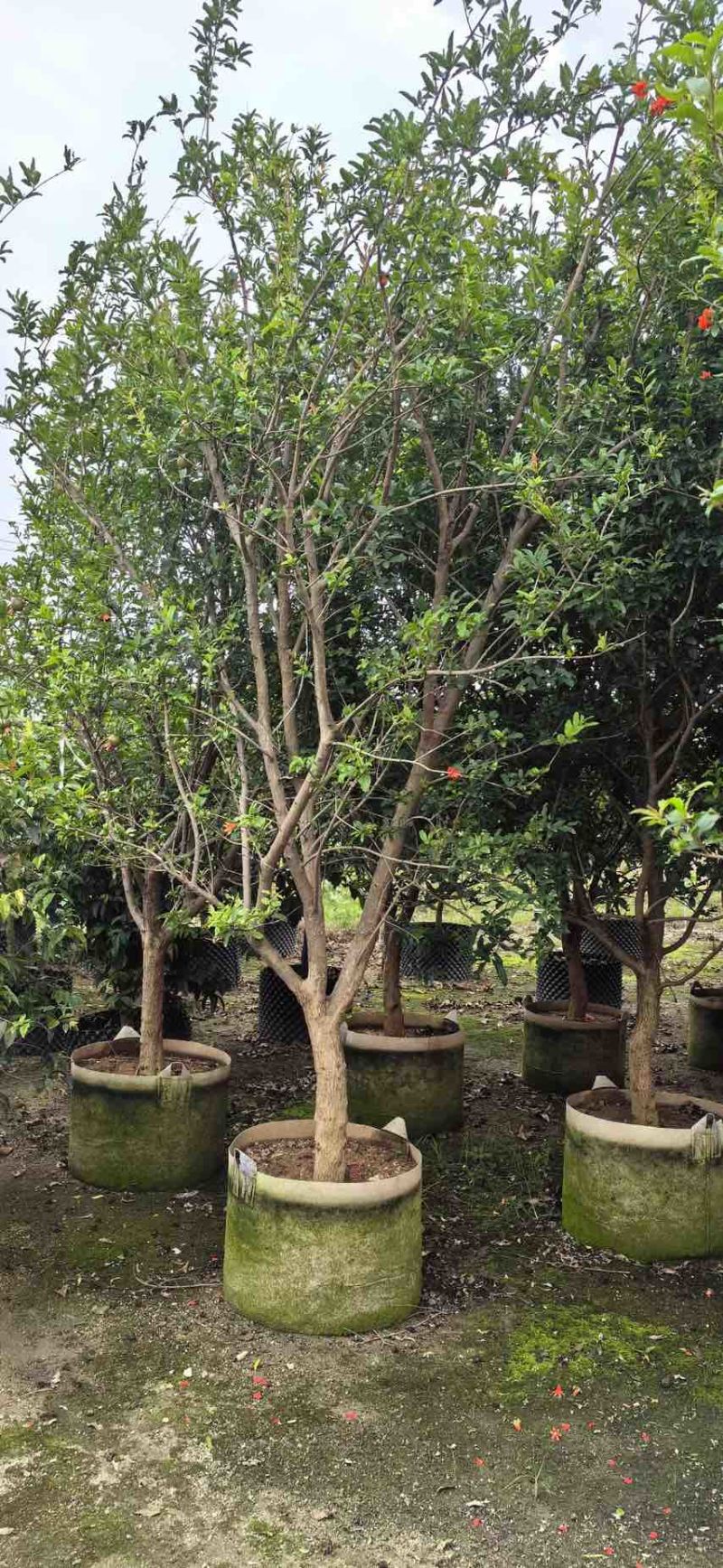 果石榴，5-10公分，需要联系